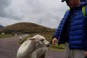 Condor sighting Adventure: Tour from Quito