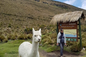 Condor sighting Adventure: Tour from Quito