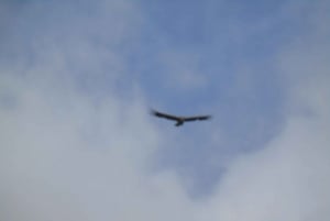 Condor sighting Adventure: Tour from Quito