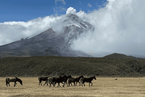 Tour di 1 giorno del Cotopaxi