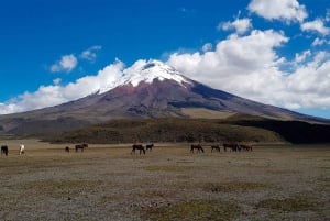 Rundtur i Cotopaxi och Baños: Biljetter & Lunch