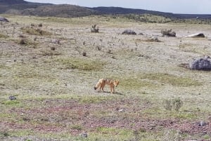 Excursión al Cotopaxi y Quilotoa: 2 Días - 1 Noche Todo Incluido