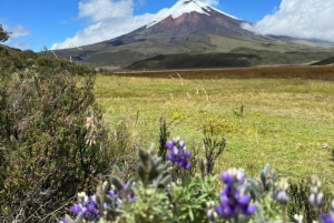 Cotopaxi & Baños Day Tour -Volcano, Waterfalls, Quito Pickup