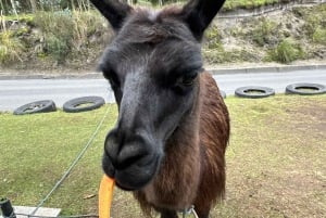 Cotopaxin kansallispuiston ratsastusretki hevosella