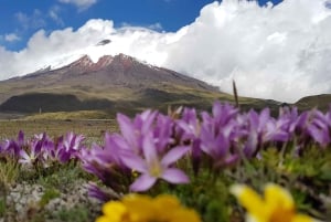 Parc du Cotopaxi et sources chaudes de Papallacta : Déjeuner inclus