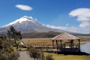 Parc du Cotopaxi et sources chaudes de Papallacta : Déjeuner inclus