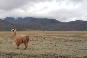 Cotopaxi Park och Papallacta Hot Springs: Lunch ingår
