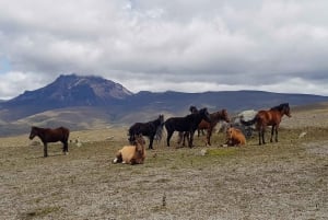 Cotopaxi National Park Tour - From Quito