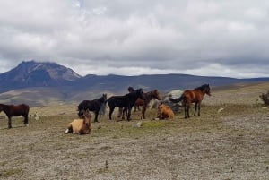 コトパクシ・ツアー（入場料と昼食付き）
