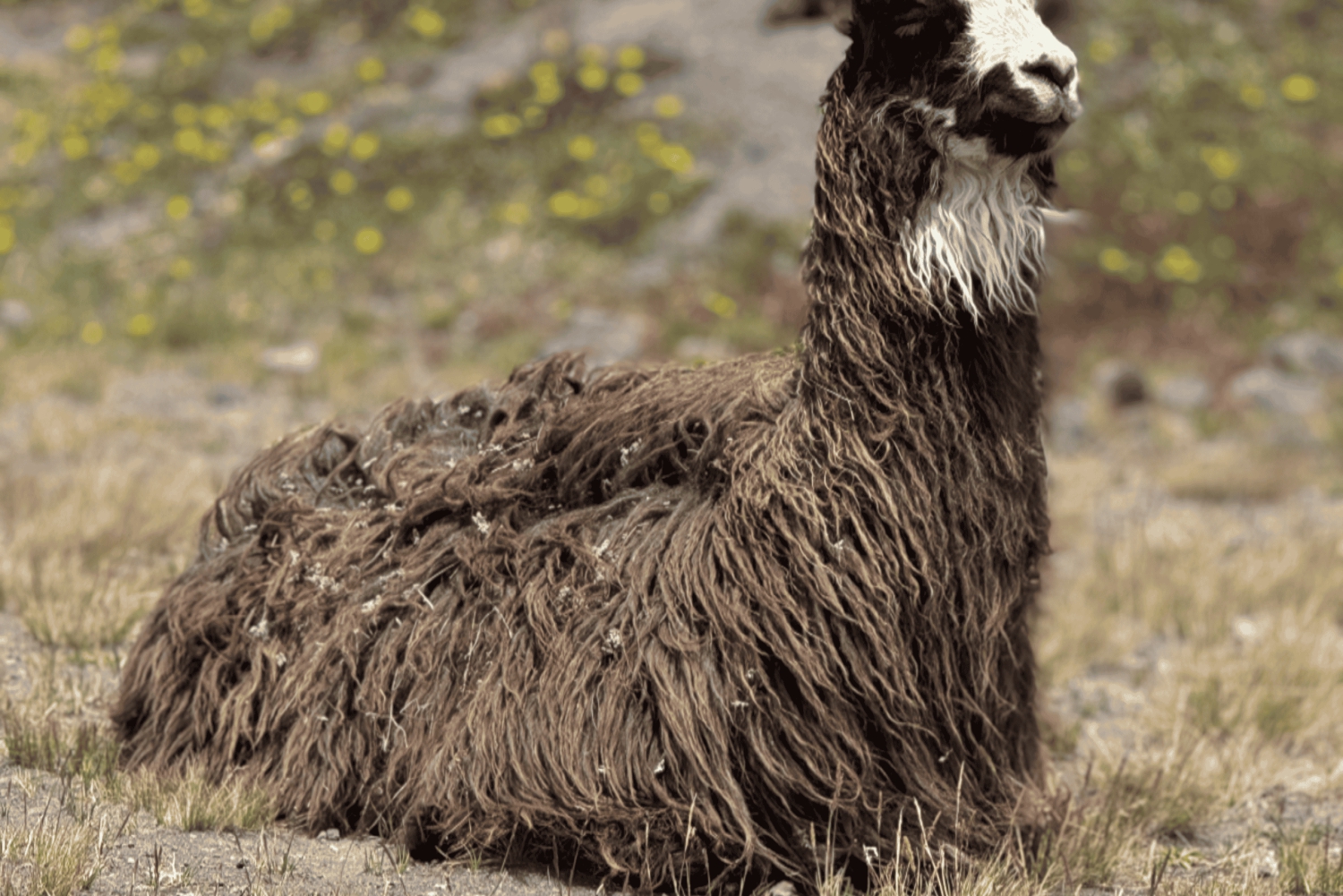 Volcan Cotopaxi et sources thermales de Papallacta - en une journée