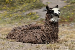 Cotopaxi Volcano and Papallacta Hot Springs - In a One Day