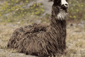 Volcan Cotopaxi et sources thermales de Papallacta - en une journée