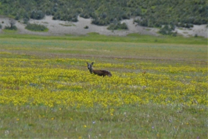 Passeio de bicicleta pelo vulcão Cotopaxi (caminhada opcional)