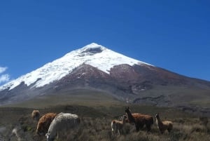 Cotopaxi Volcano -ratsastus ja -vaellus aloittelijoille