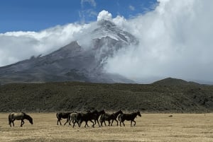 Cotopaxi 1 jour