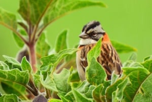 كوينكا: جولة شخصية باللغة الإنجليزية لمدة يومين مع مرشد محلي