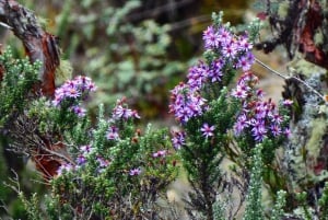 كوينكا: جولة شخصية باللغة الإنجليزية لمدة يومين مع مرشد محلي