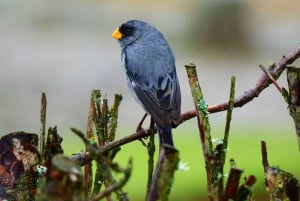 كوينكا: جولة شخصية باللغة الإنجليزية لمدة يومين مع مرشد محلي