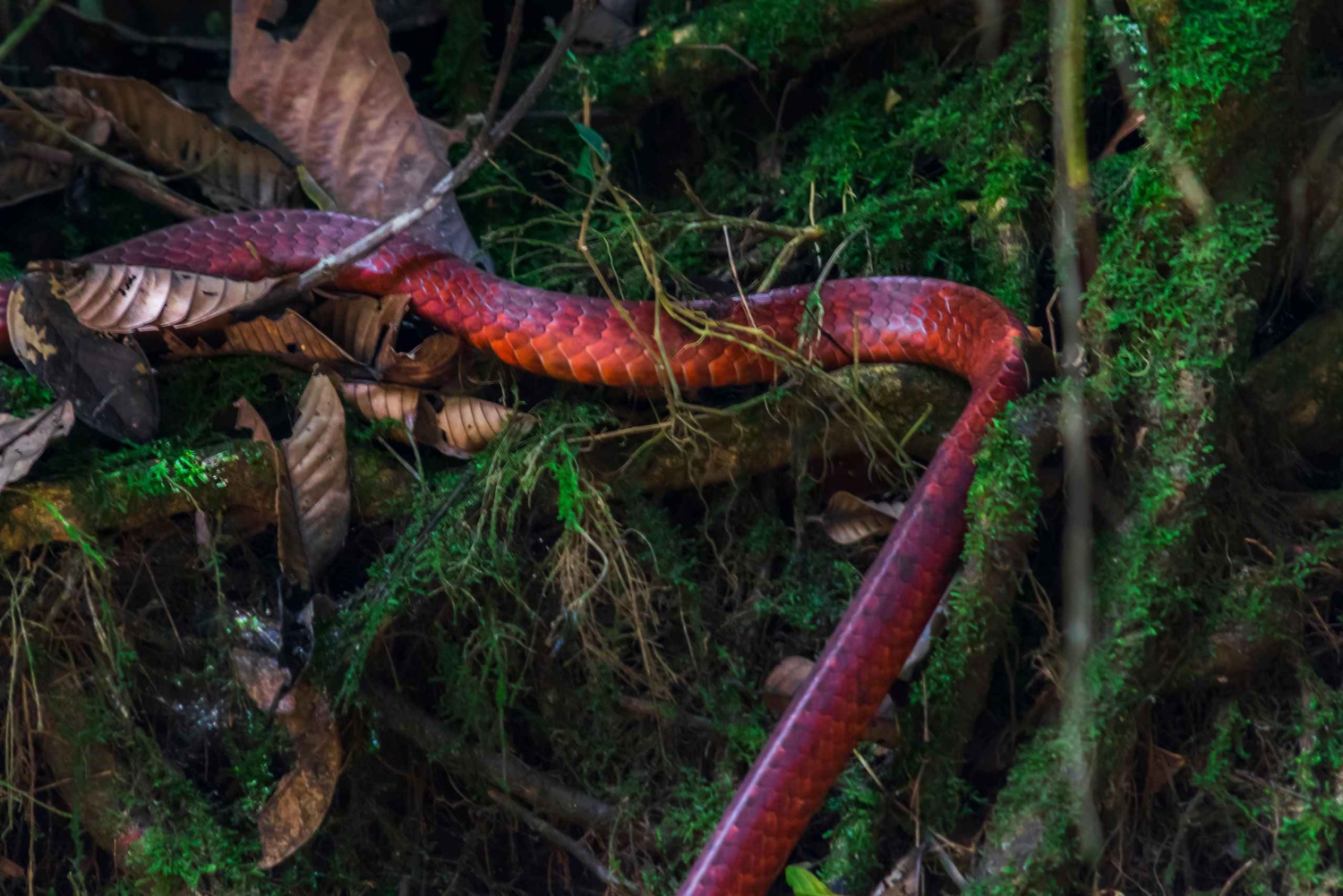 Cuyabeno 4 أيام و 3 نقاط