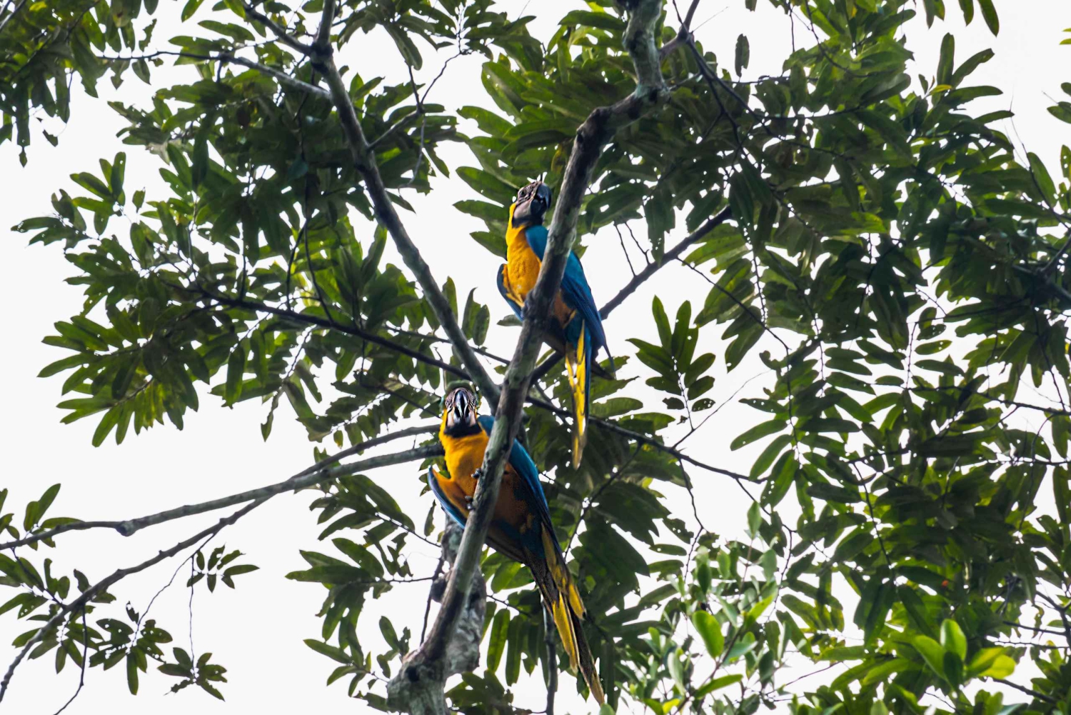 Cuyabeno 4 أيام و 3 نقاط