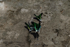 Cuyabeno 4 أيام و 3 نقاط