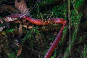 Cuyabeno 4 أيام و 3 نقاط