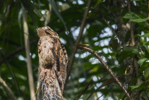 Cuyabeno 4 أيام و 3 نقاط