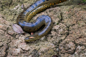 Cuyabeno 4 أيام و 3 نقاط