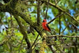 San Cristobal Highlight Day Tour 360 + Kicker Rock snorkel