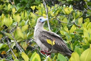 San Cristobal Highlight Day Tour 360 + Kicker Rock snorkel