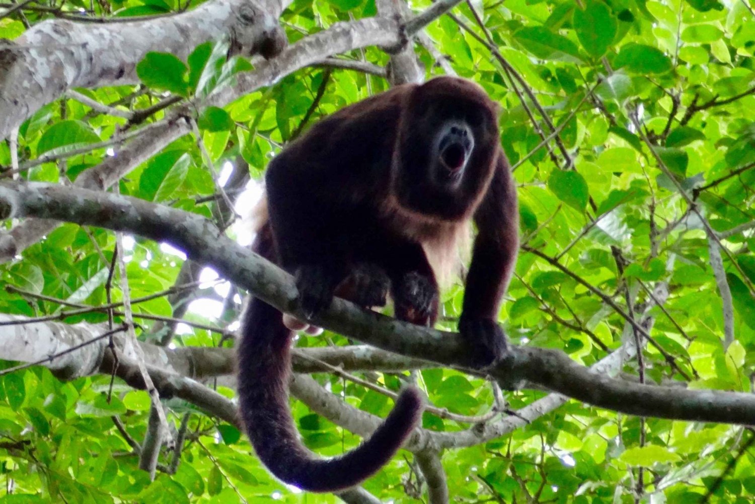 Excursión de un día desde Guayaquil al Sendero del Mono Aullador, Granja de Cacao