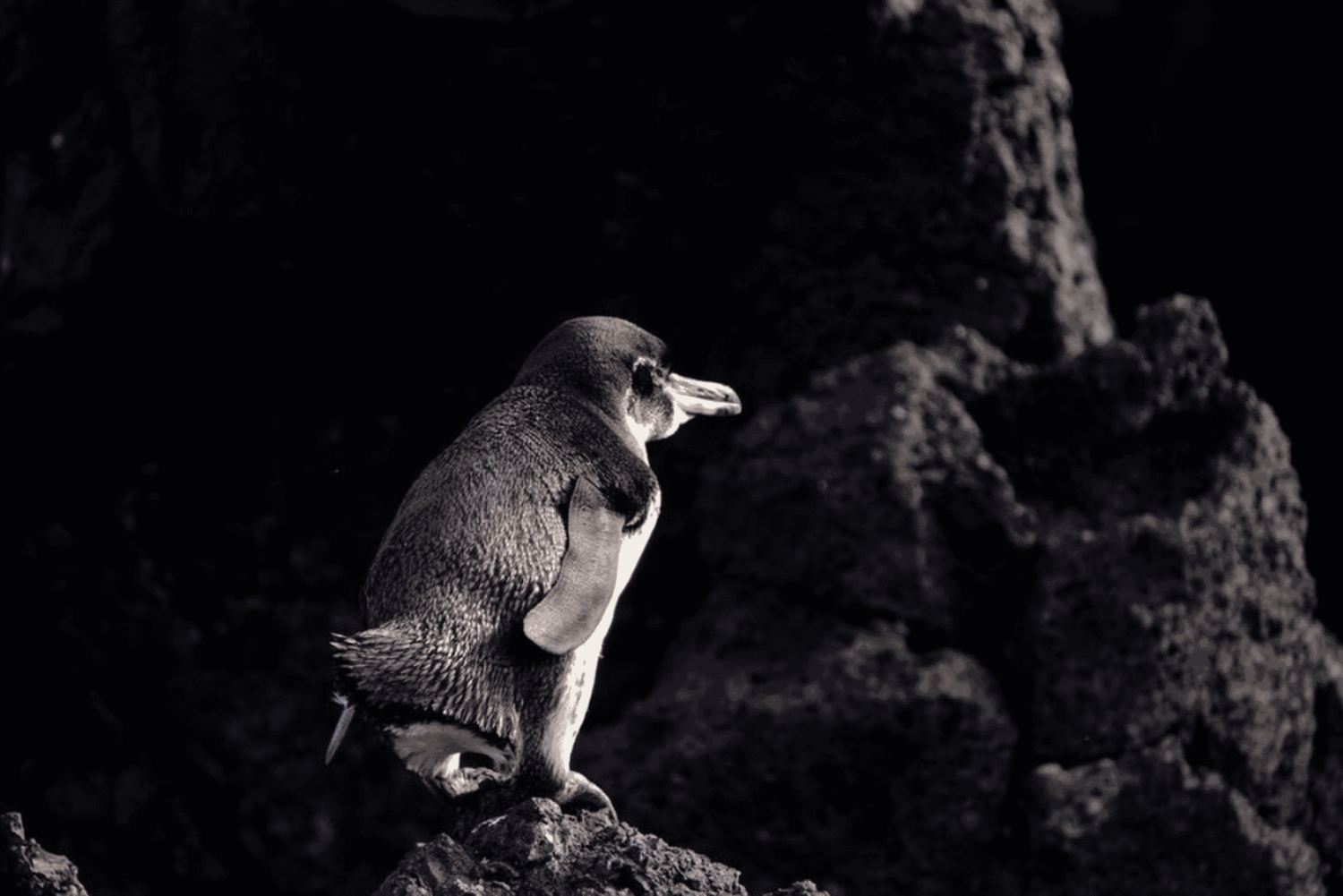 Escursione di un giorno all'Isola Isabela e Tintoreras nelle Galápagos