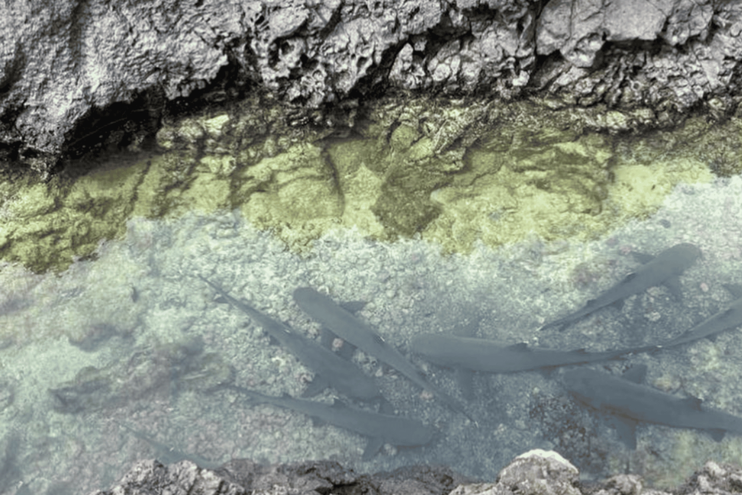 Escursione di un giorno all'Isola Isabela e Tintoreras nelle Galápagos