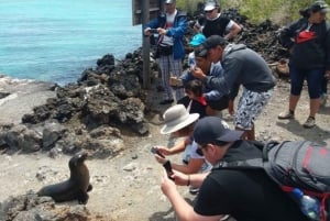 Escursione di un giorno all'Isola Isabela e Tintoreras nelle Galápagos