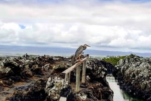 Dagtrip naar Isabela eiland en Tintoreras in Galápagos