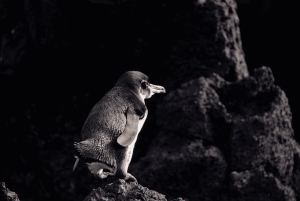 Escursione di un giorno all'Isola Isabela e Tintoreras nelle Galápagos