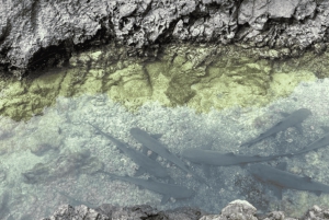 Escursione di un giorno all'Isola Isabela e Tintoreras nelle Galápagos