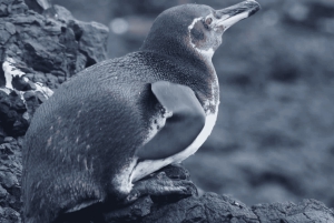 Escursione di un giorno all'Isola Isabela e Tintoreras nelle Galápagos