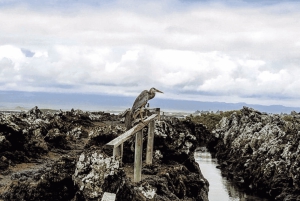 Escursione di un giorno all'Isola Isabela e Tintoreras nelle Galápagos