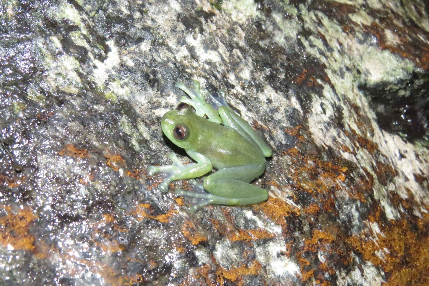 Equador: caminhadas na ecorregião de Chocó com um tour noturno de herpetologia