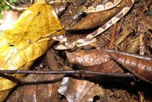 Equador: caminhadas na ecorregião de Chocó com um tour noturno de herpetologia