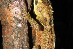 Equador: caminhadas na ecorregião de Chocó com um tour noturno de herpetologia