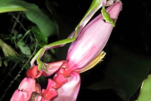 Equador: caminhadas na ecorregião de Chocó com um tour noturno de herpetologia