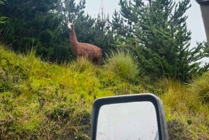 Ecuador: Toyota Land Cruiser 4x4 Rental with Driver
