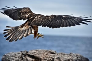 Española-Insel: Tagestour mit Schnorcheln