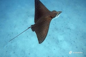 Española-Insel: Tagestour mit Schnorcheln