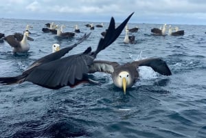 Española-Insel: Tagestour mit Schnorcheln