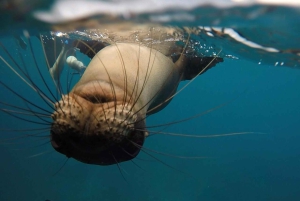 Española-Insel: Tagestour mit Schnorcheln