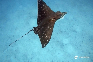 Española-Insel: Tagestour mit Schnorcheln