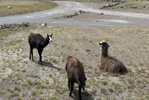 Explore Cotopaxi & Baños in One Day from Quito